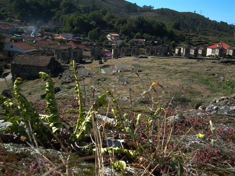 Hugo Pacheco (107)