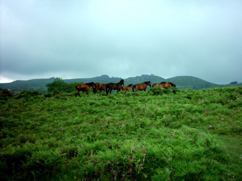 Terras_do_Bouro_070.jpg